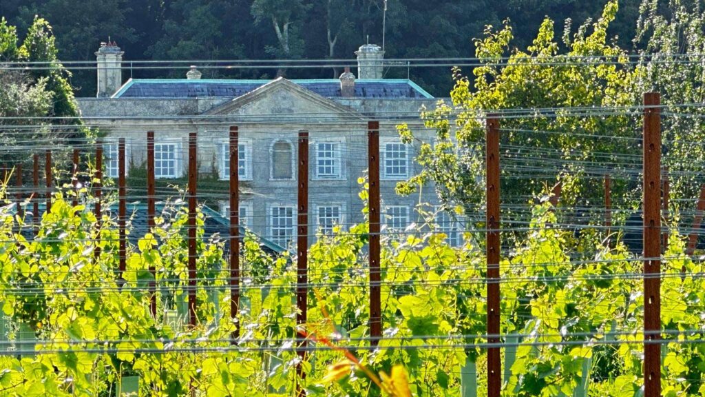 Gatcombe_Estate_Vines_01