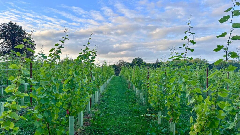 Gatcombe_Estate_Vines_02