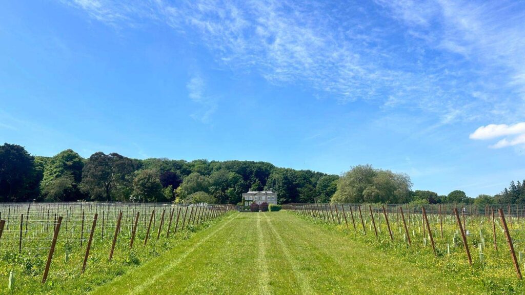 Gatcombe_Estate_Vines_03